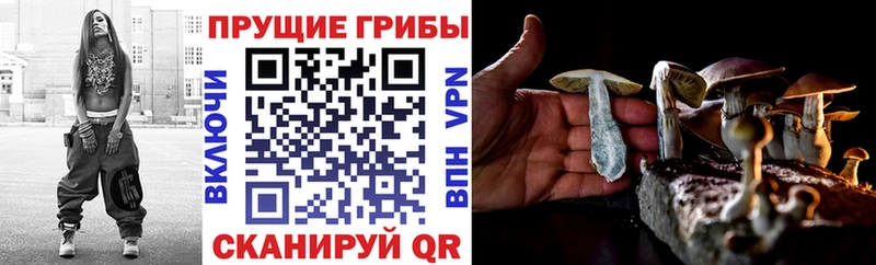 Псилоцибиновые грибы Cubensis  OMG сайт  Шадринск 